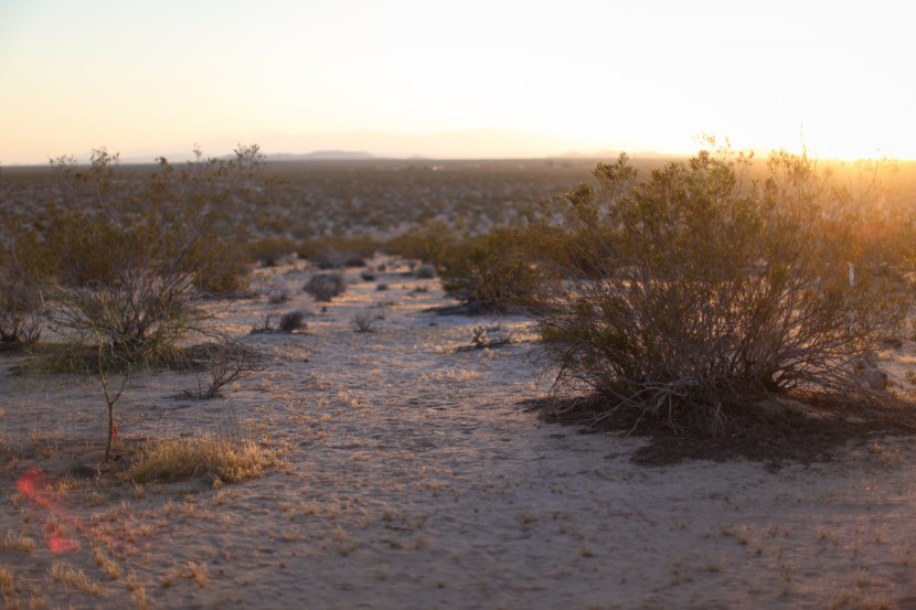 joshua tree 10