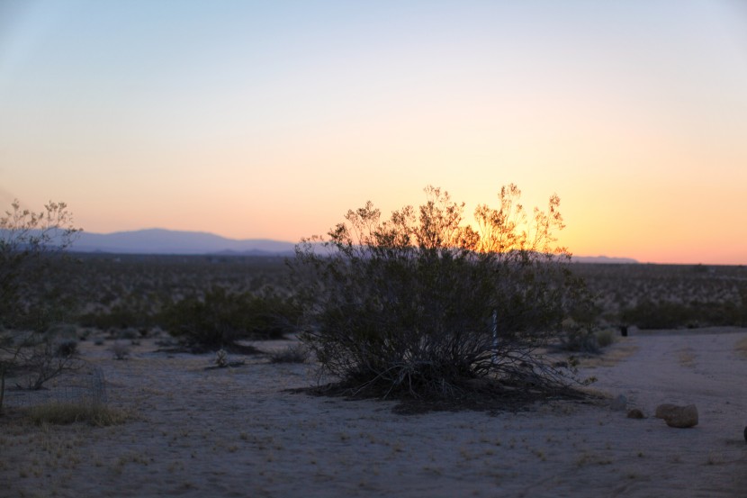 joshua tree 11