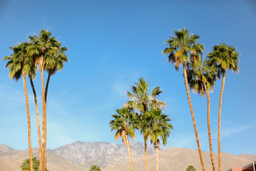 Palm Springs 5