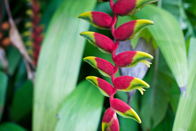 Jardim botanico rio