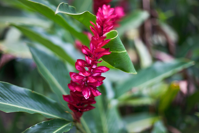 Jardim botanico rio