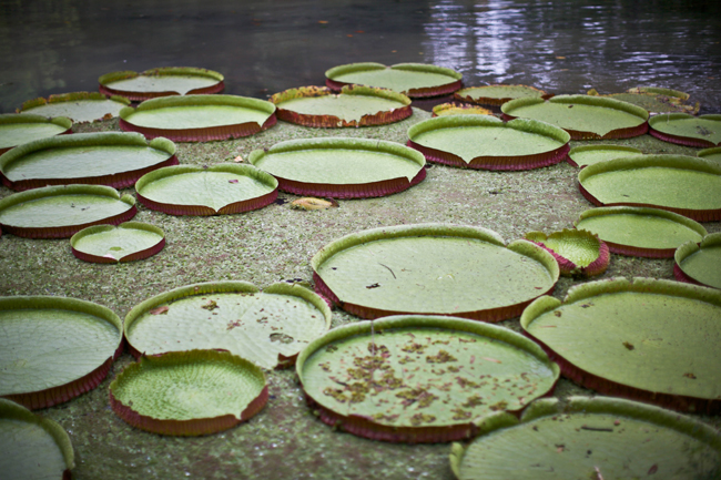 Jardim botanico rio