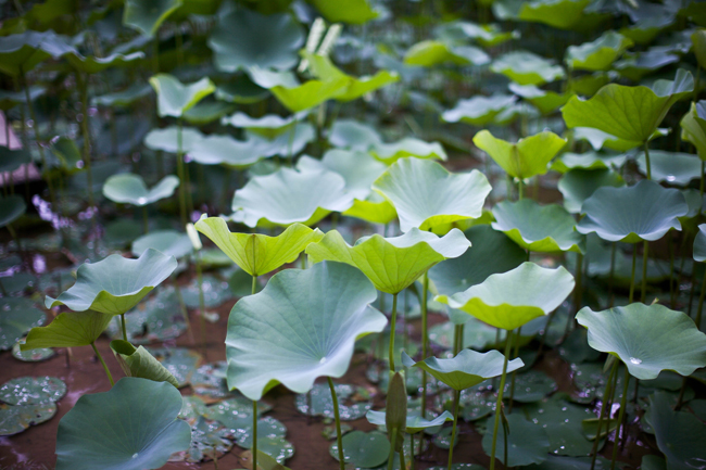 Jardim botanico rio