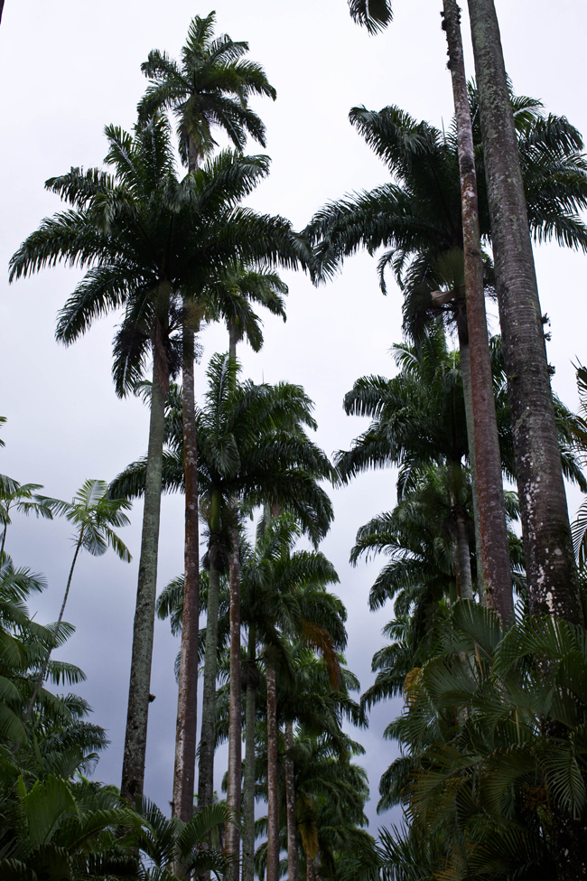 Jardim botanico rio