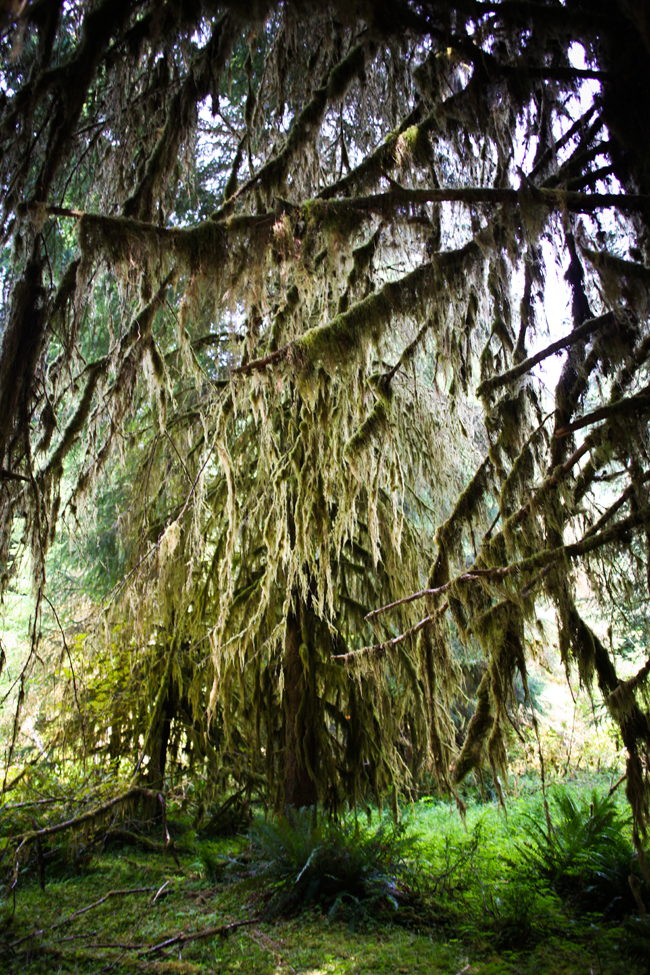 Hoh Rainforest