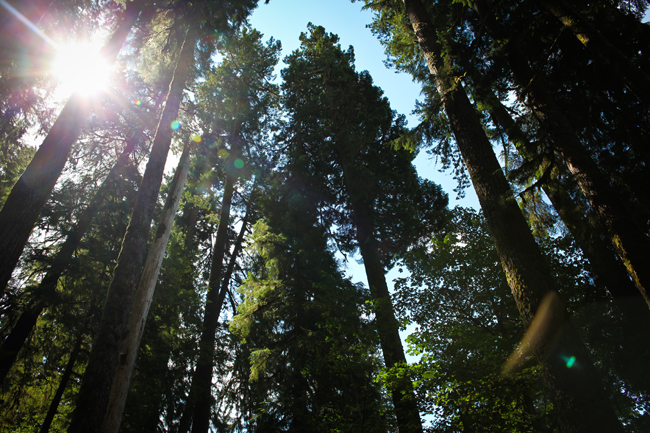 Hoh Rainforest