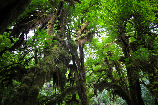 Hoh Rainforest