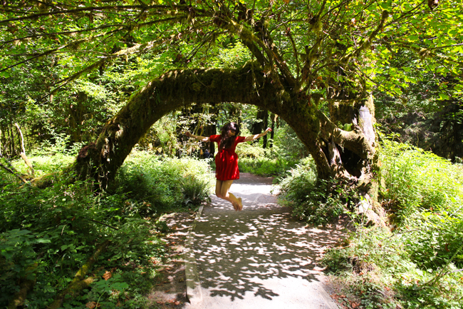 Hoh Rainforest