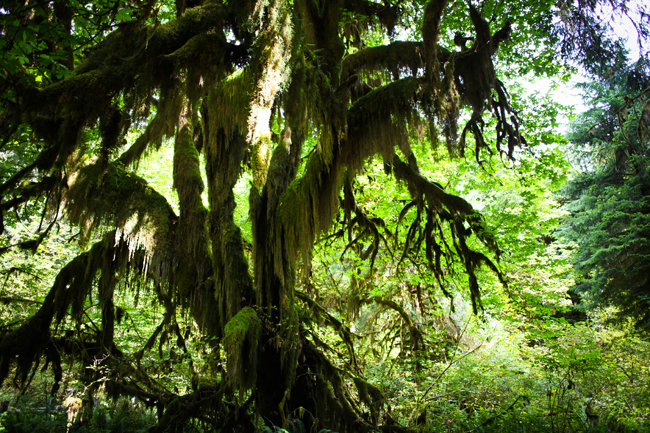 Hoh Rainforest