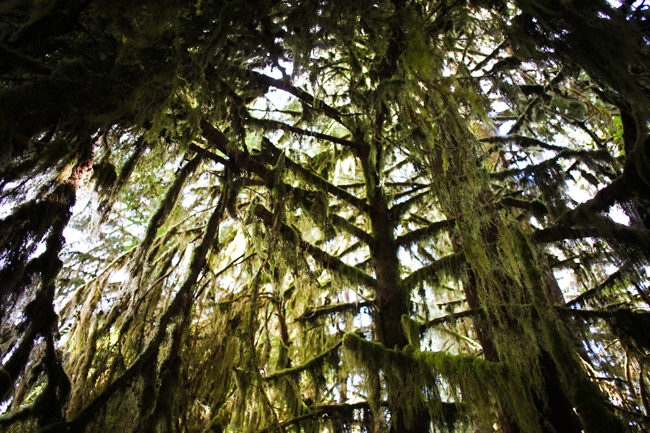 Hoh Rainforest