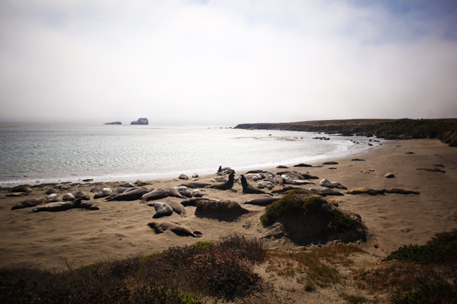 Monterey sealions